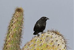 Common Cactus-Finch